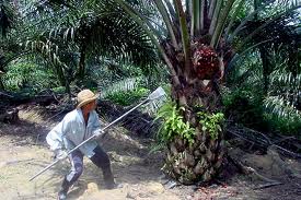 Oil Palm Biomass