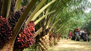 Oil Palm Plantation