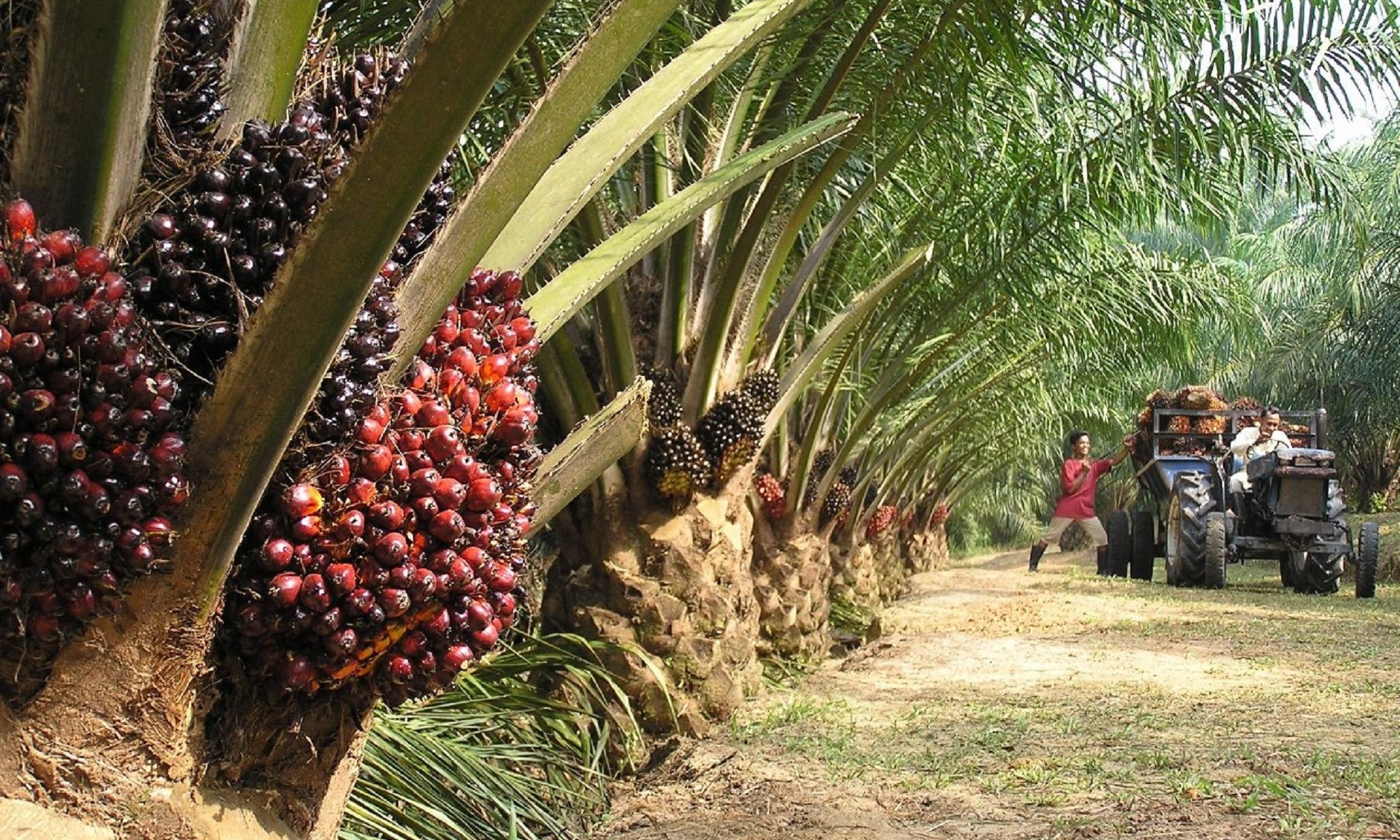 Optimising the Utilisation of Renewable Energy Resources in the Oil