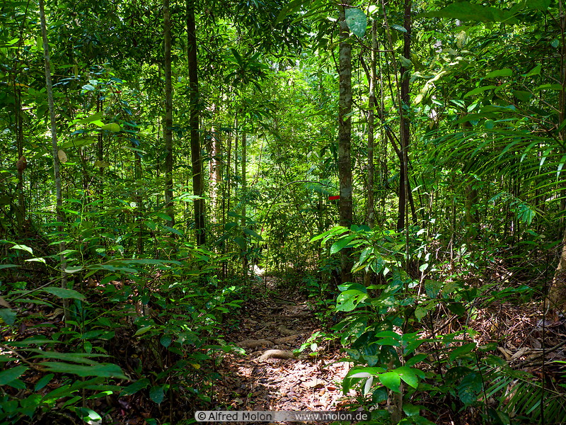 Tropical Rainforest